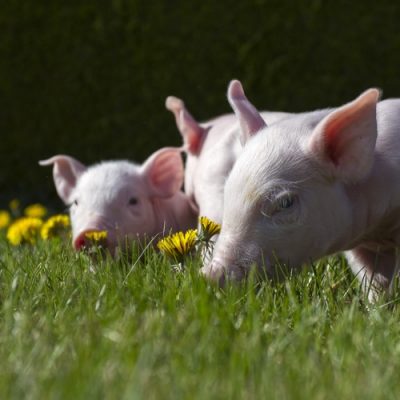 Saúde e nutrição animal e vegetal