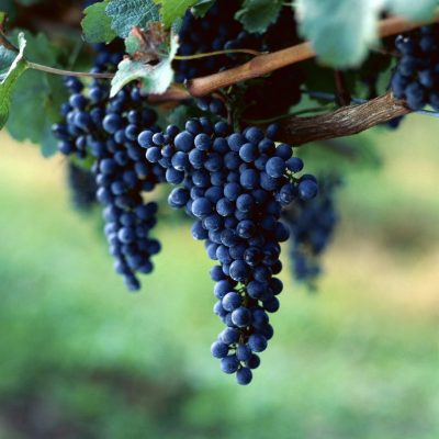 Saúde vegetal lesaffre - foto uvas cacho