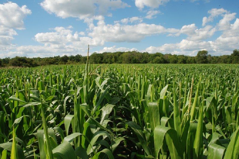 Melaço Solúvel Condensado de fertilizantes