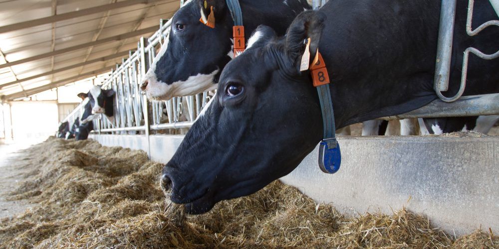 salud animal viprotal