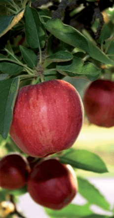 leveduras novos usos Nutrição e saúde