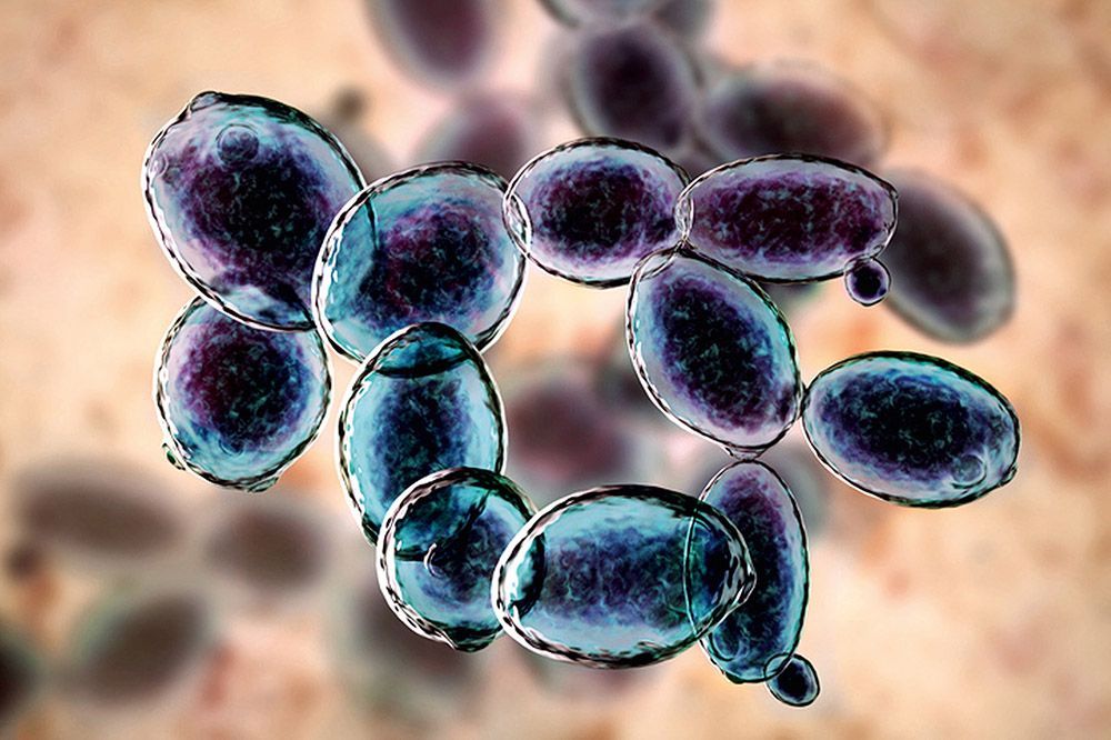 Microorganism